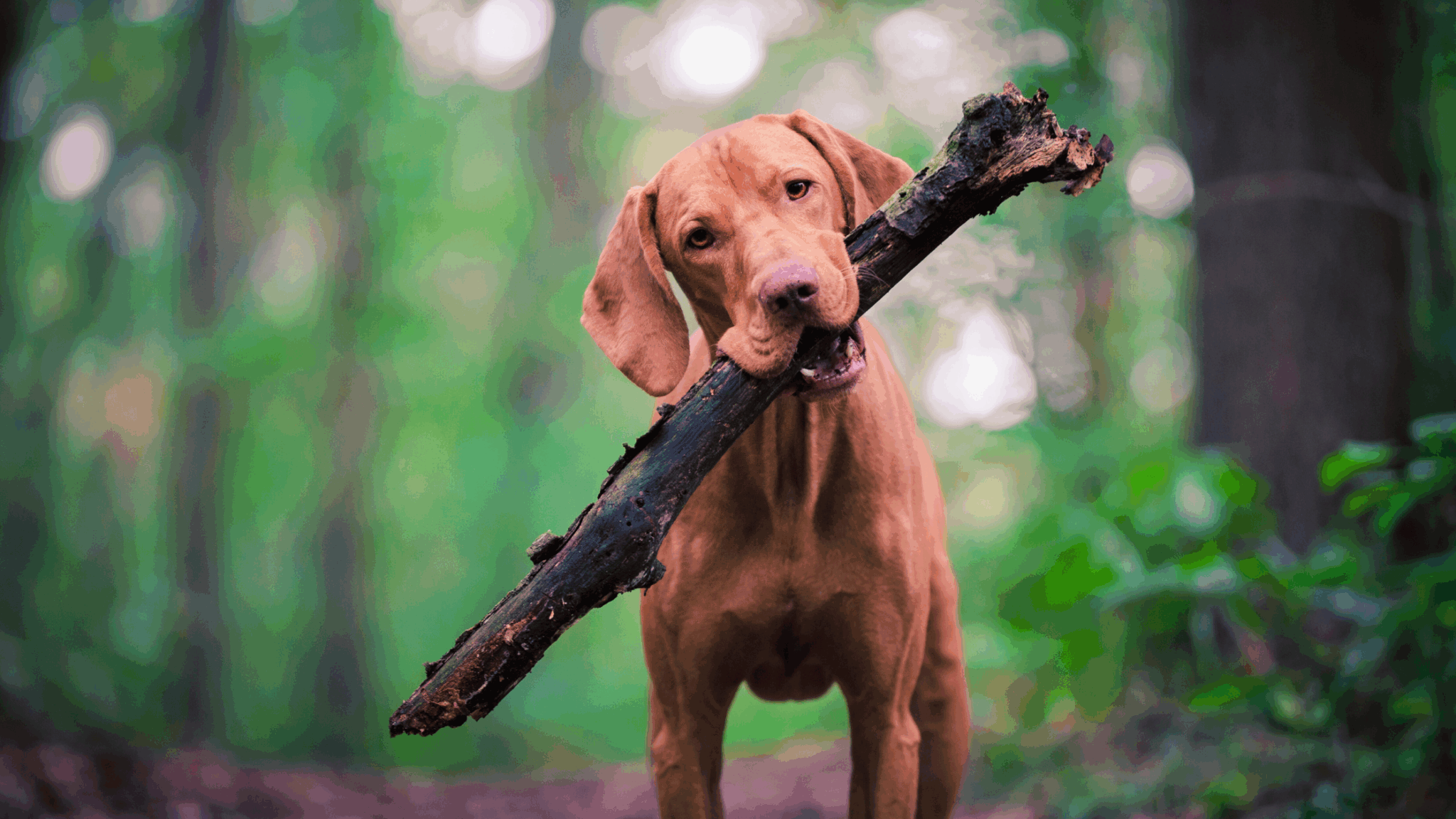 Looking for the best dog parks in Waltham, MA? Discover where to walk, play, and splash with your pup—from free off-leash areas to private doggy spas.