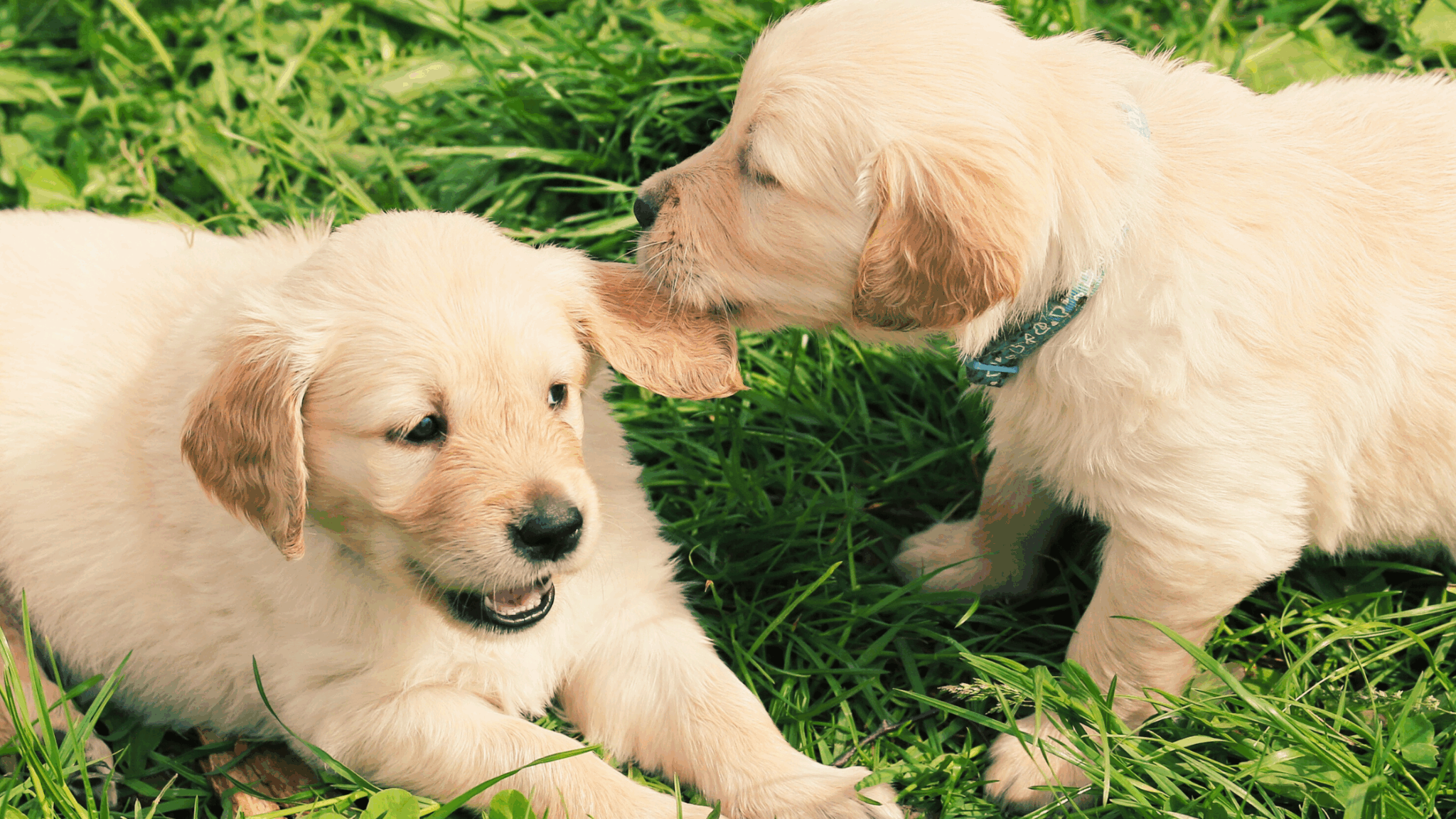 Thinking about living in Waltham with your dog? Discover leash laws, licensing rules, top vets, and the best dog-friendly places in the city.