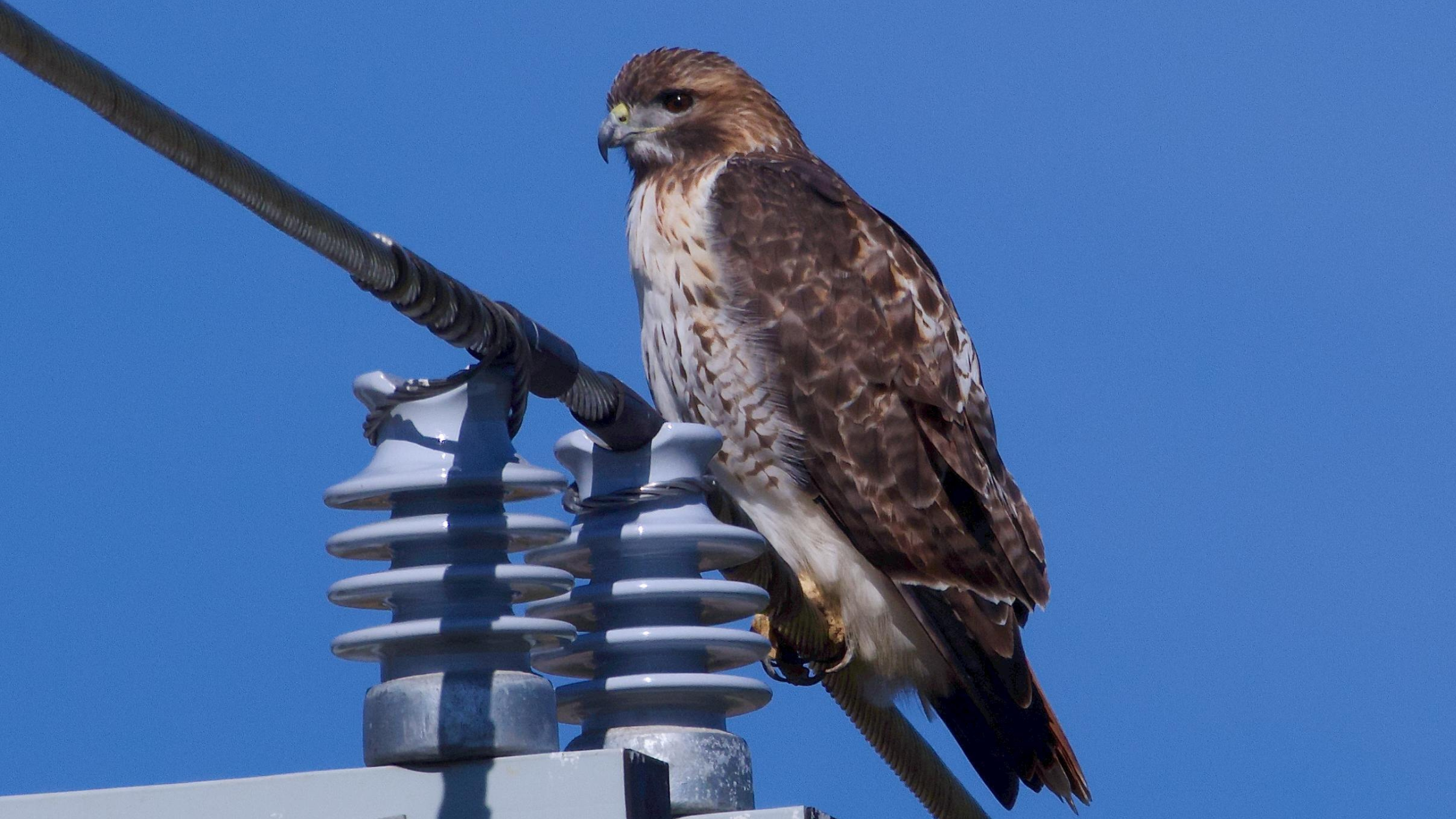 Bird walks, herb sales, and steampunk flair—spend a quirky spring weekend in Waltham, MA. Your guide to Watch City events, nature trails, local eats, and more.